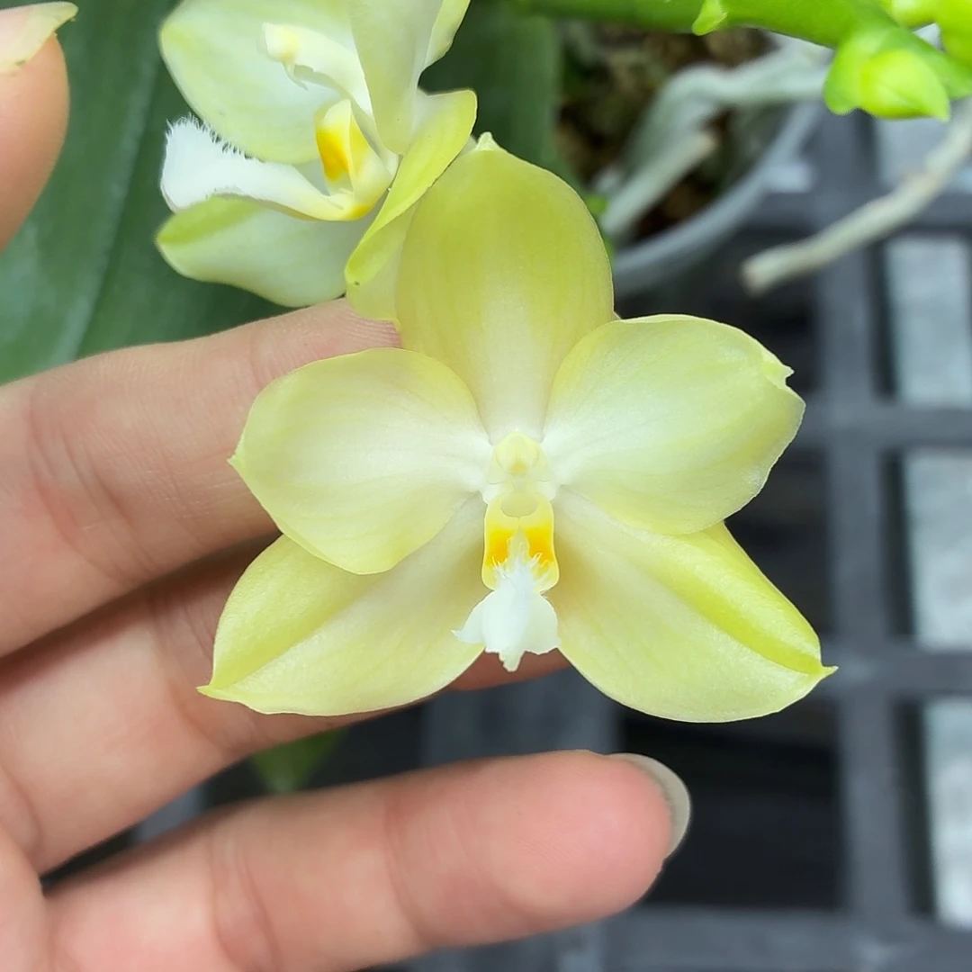 当前无花朵，栽培后可花朵A5467yss1145