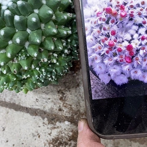 雪糕仙人球，25780000