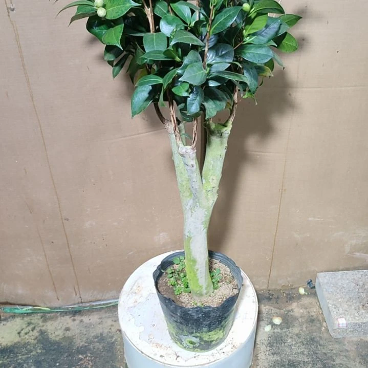 743五品，原盆原土发货，不包邮