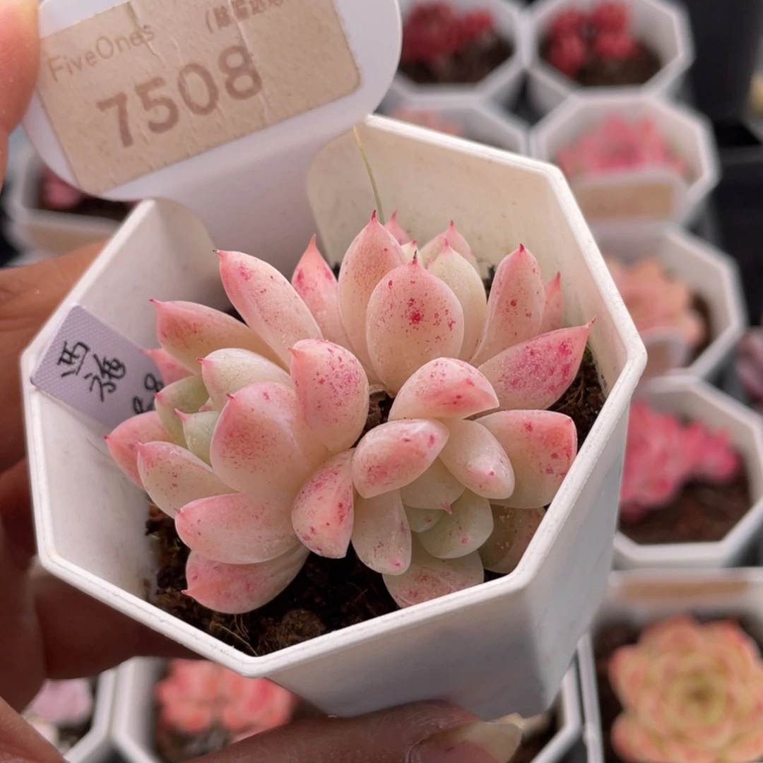 西施7508-5.0厘米