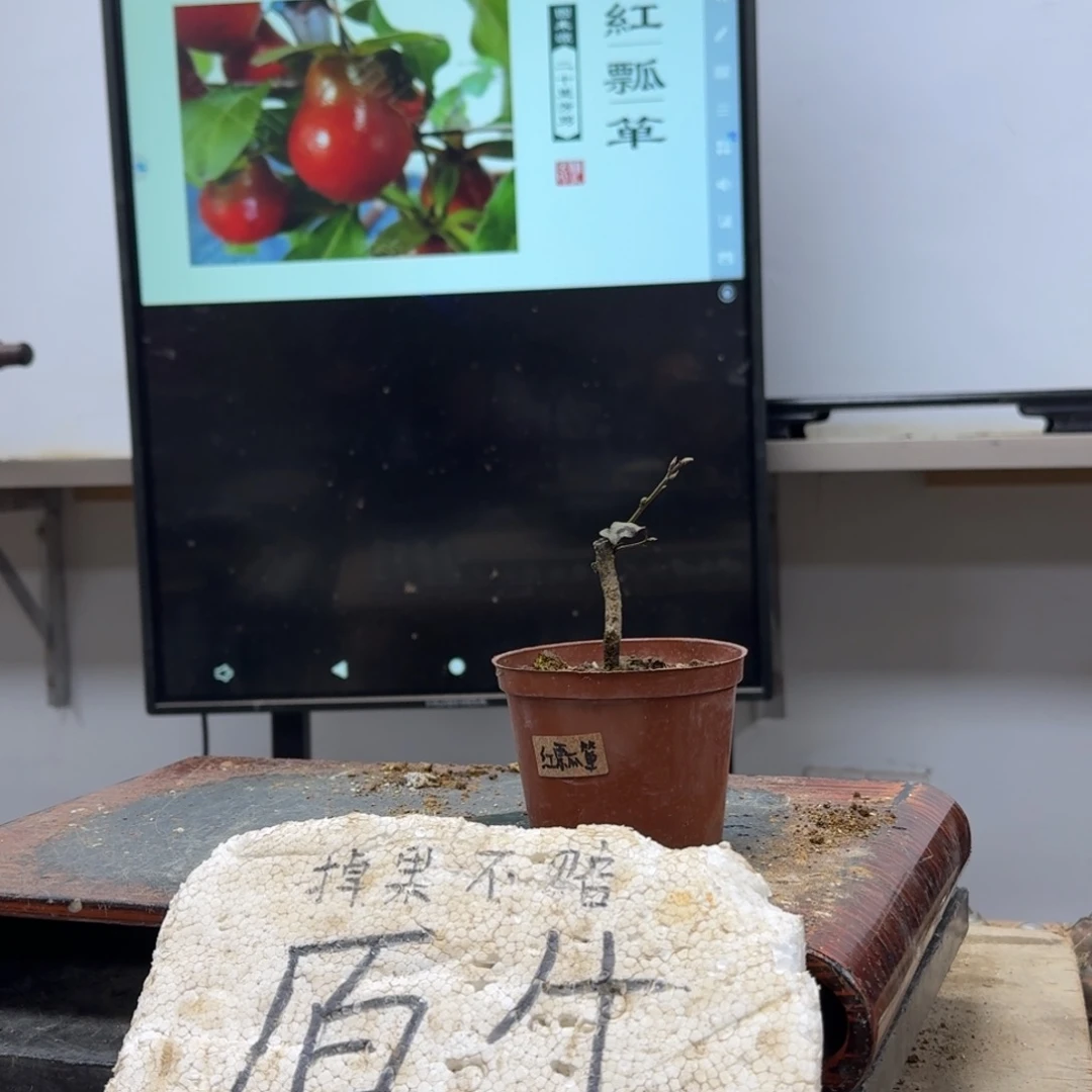 盆景不包邮顺丰到付狐**克351