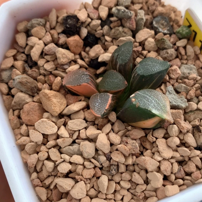 【闪购商品】711克