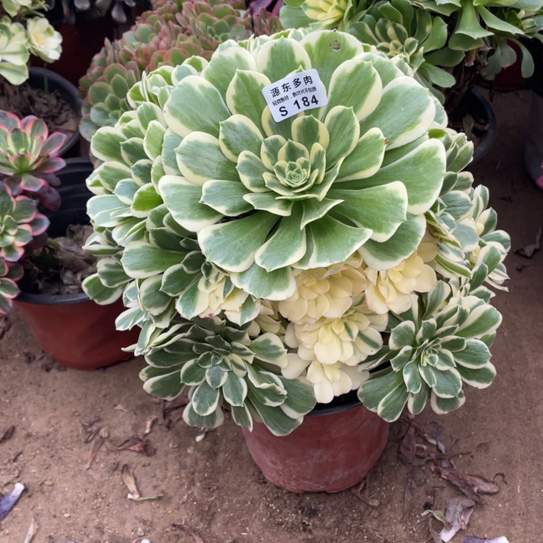 184迈巴赫多肉法师断枝不包