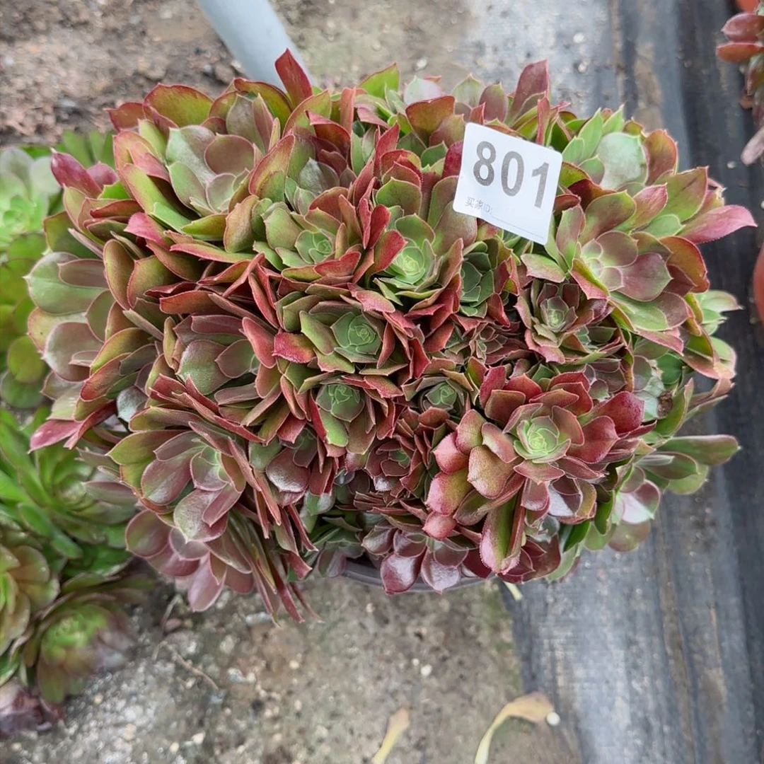 801多肉植物玫瑰朵