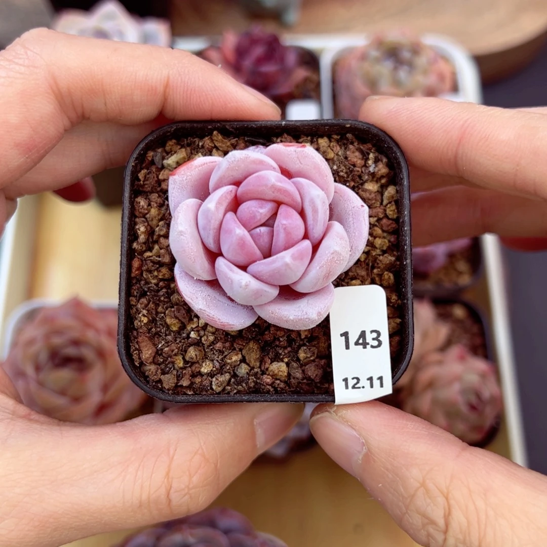 好好看143、哈哈哈哈