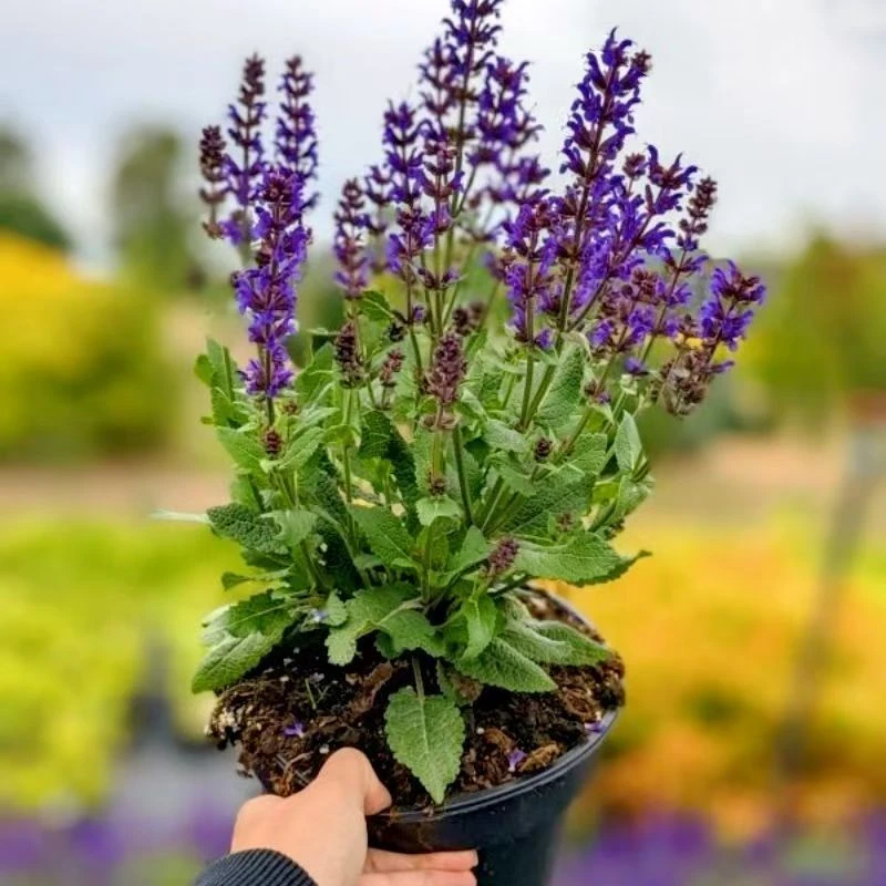 林荫鼠尾草【一加仑】庭院地被植物室内室外盆栽多年生