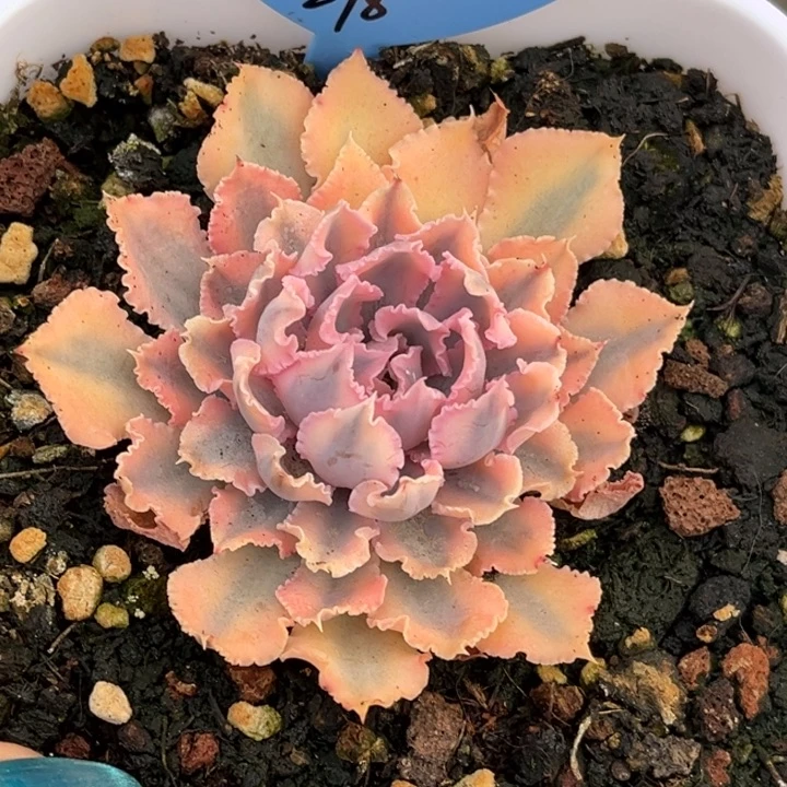 晚霞之舞锦一颗价格