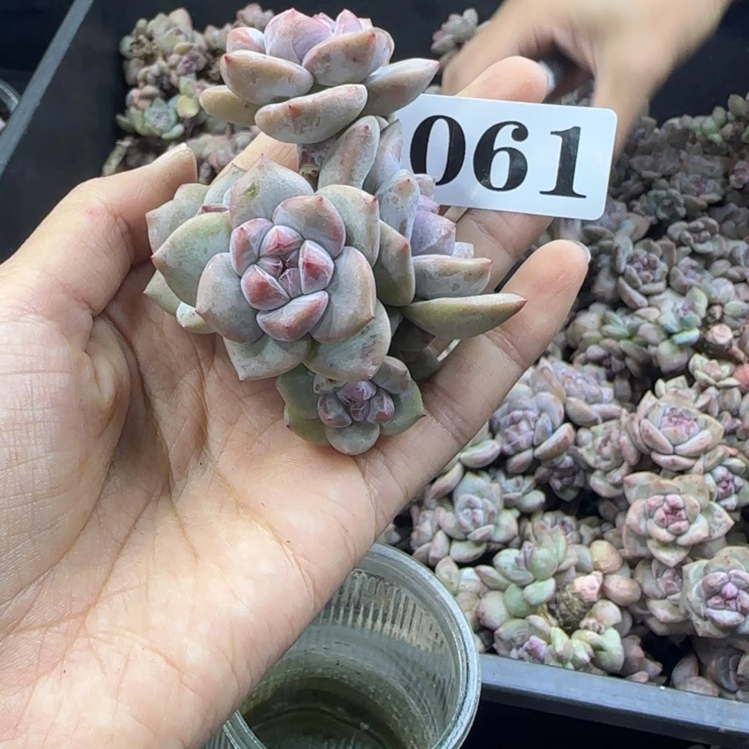星影7头无根一物一拍061