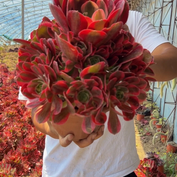 15.8粉女郎一棵包邮