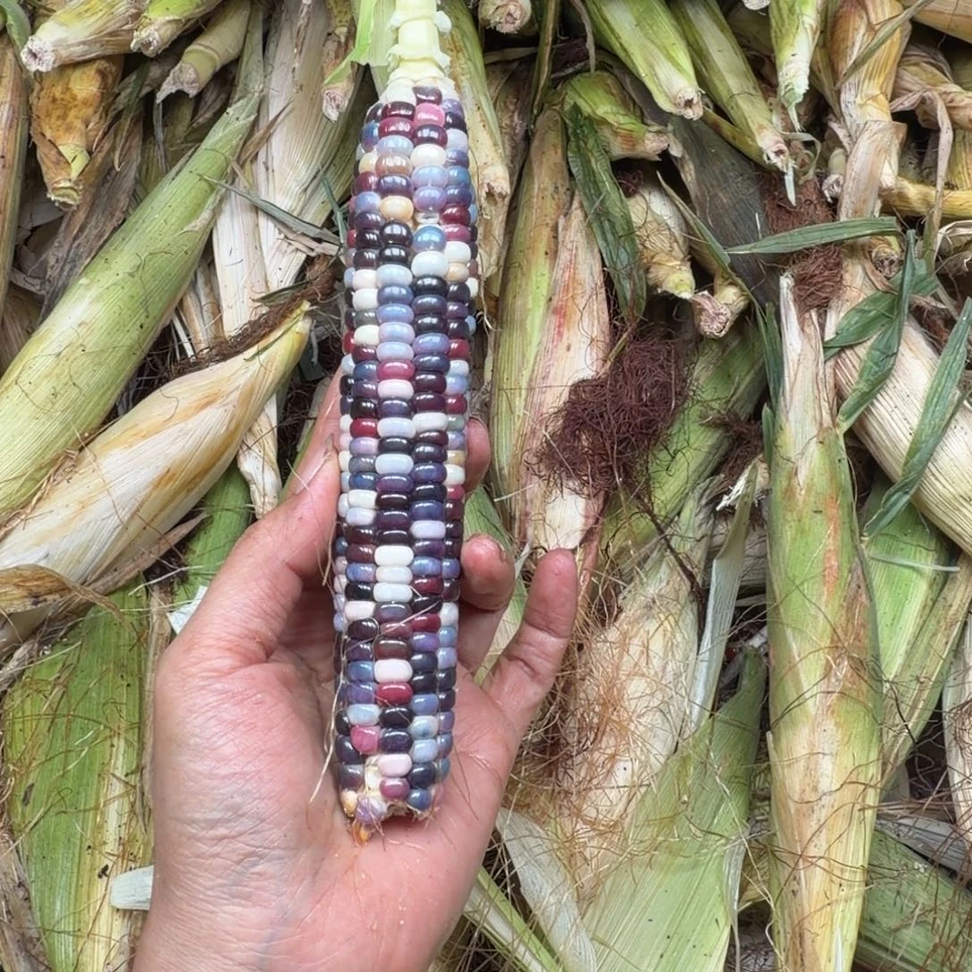 羅***诺柏香籽/百香籽吊坠