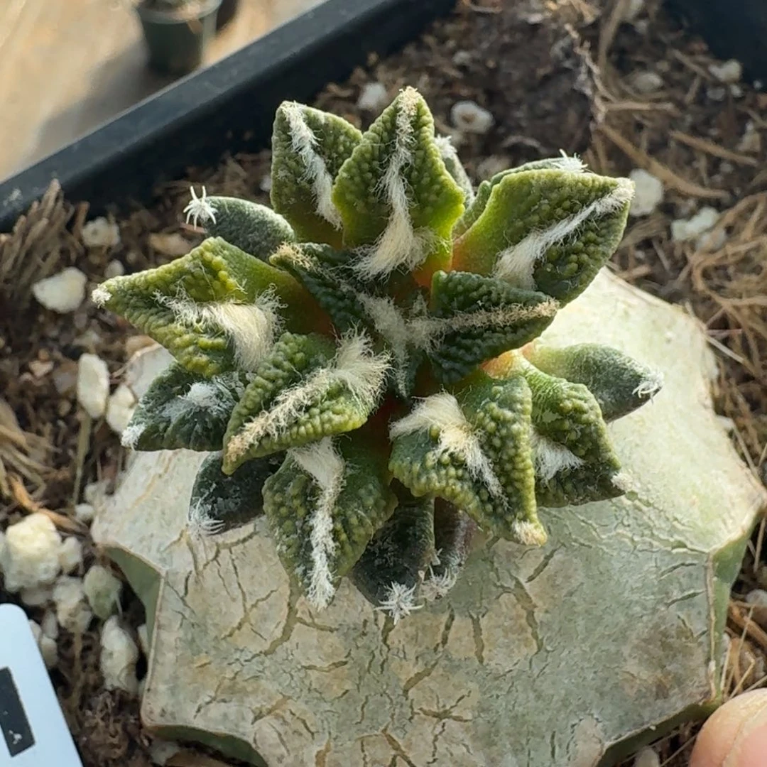 【闪购商品】heimudanjin531