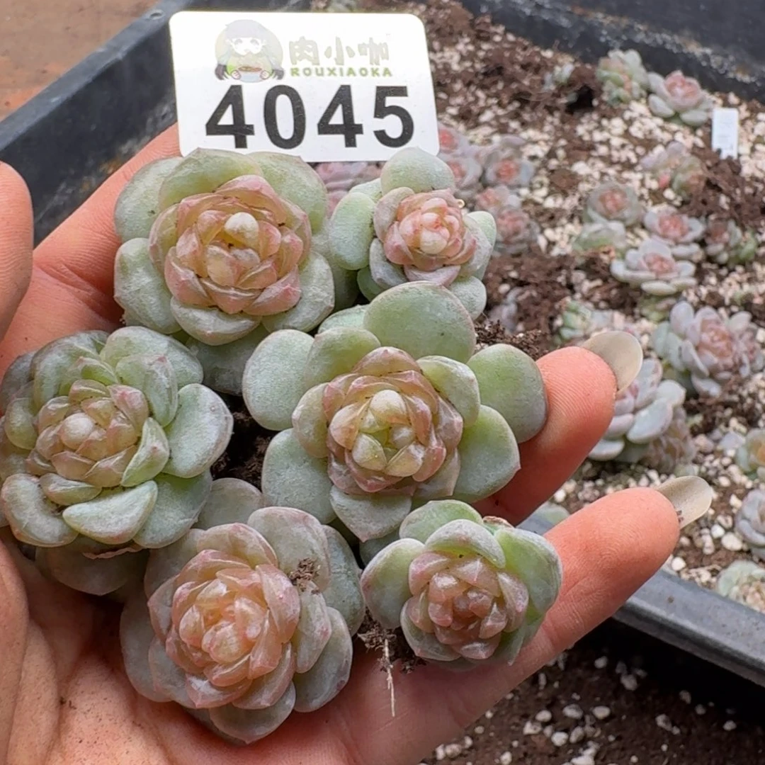 多肉植物多肉植物