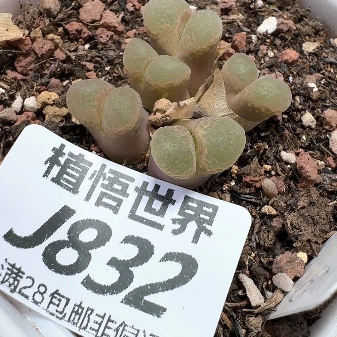 多肉植物的润泽额f f