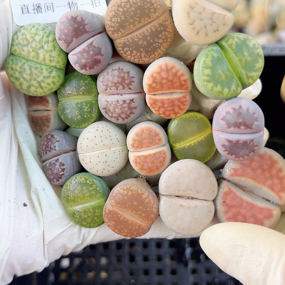 8747 好养易活生石花大母本18个