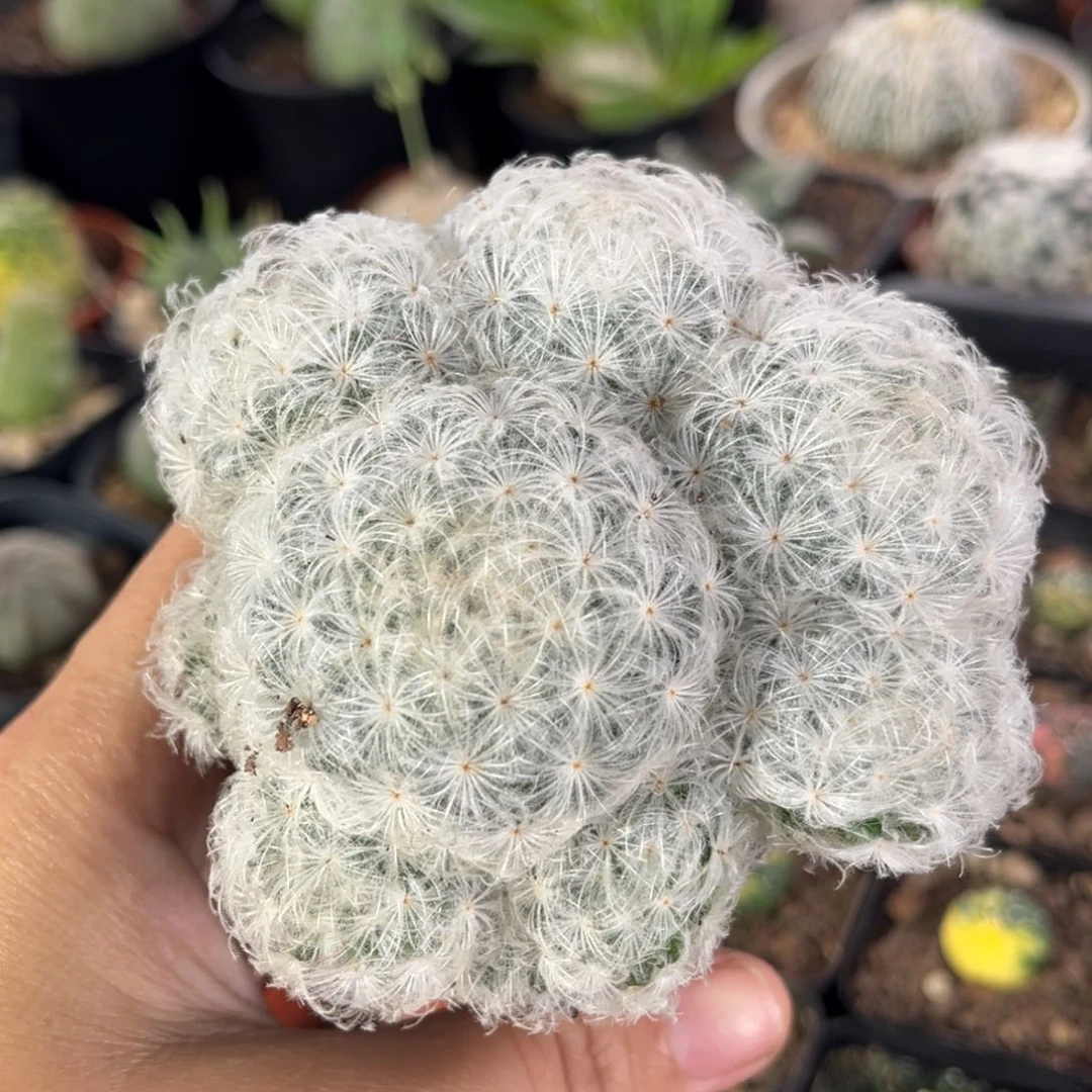 仙人球一物一拍实生28