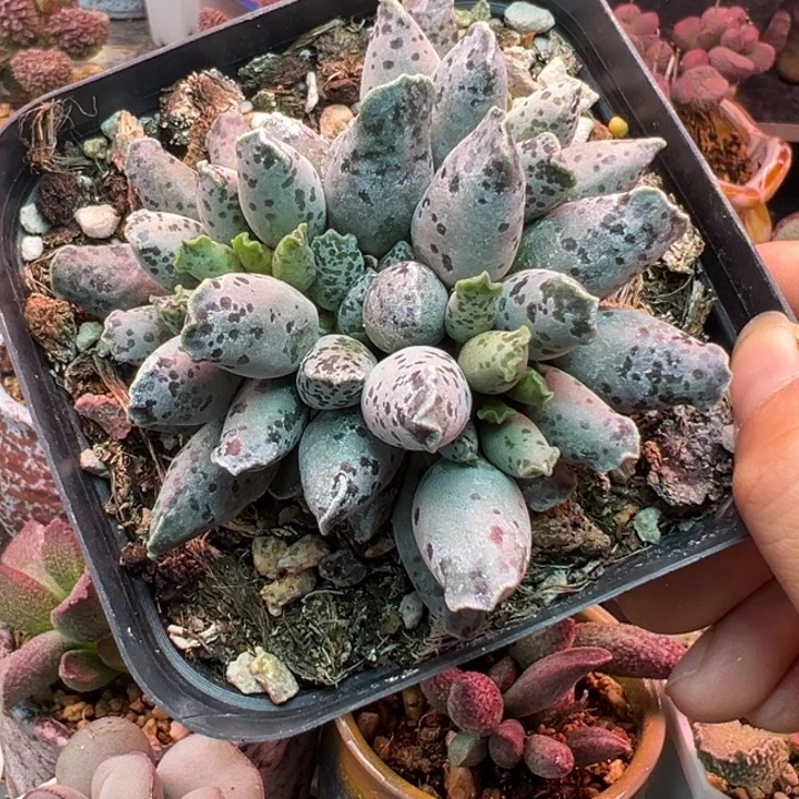 豆***星吉祥如意等名家的书法精品