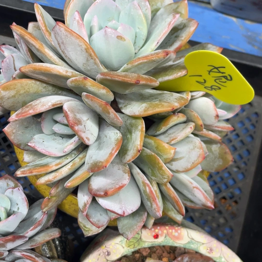 妮***韩版奶茶无砍无摘妮姐