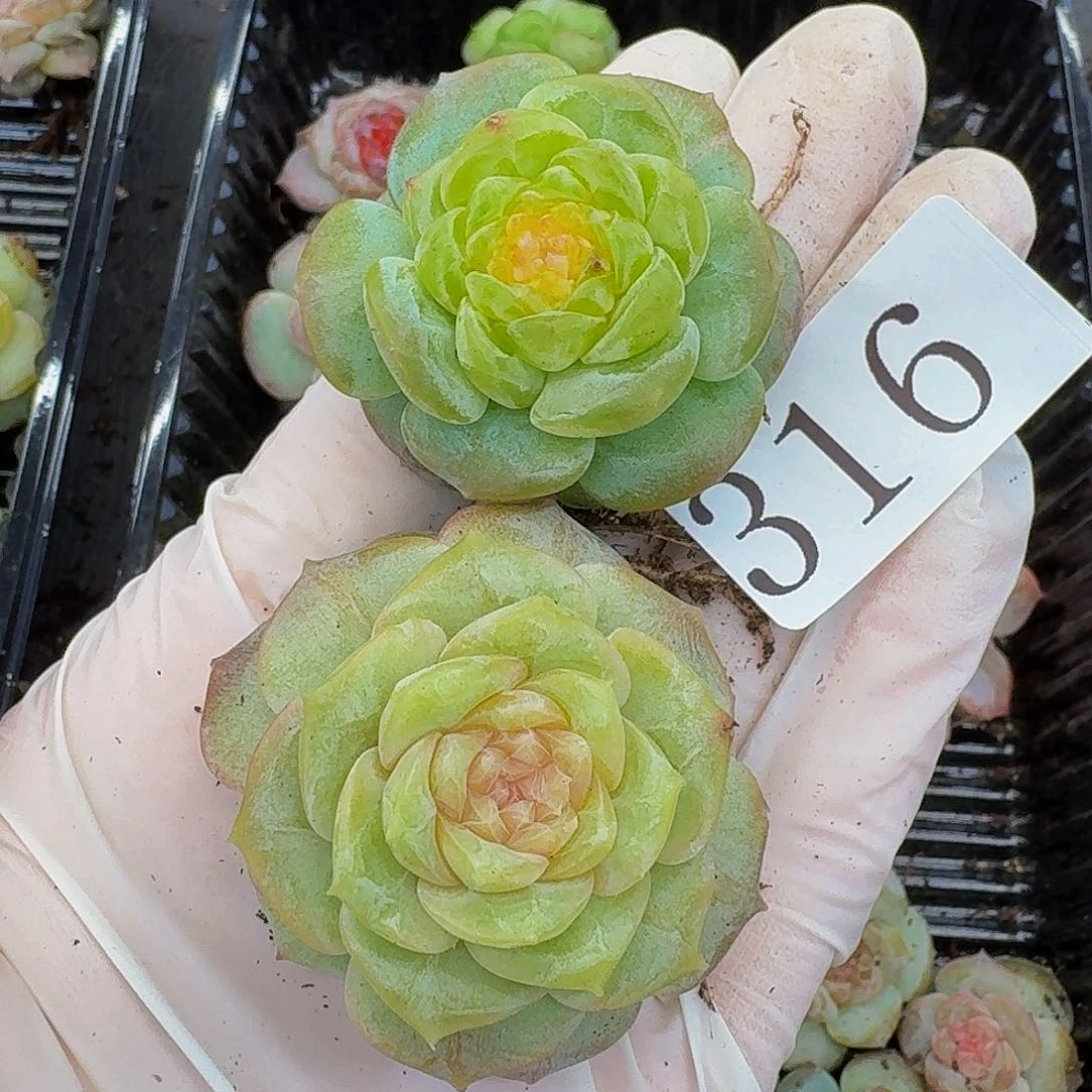 多肉植物多肉植物316