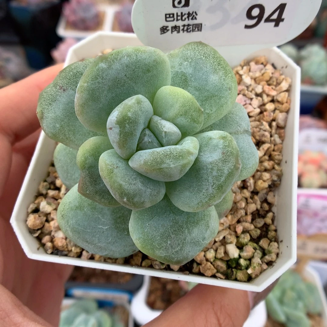 94冰玉石化多肉植物