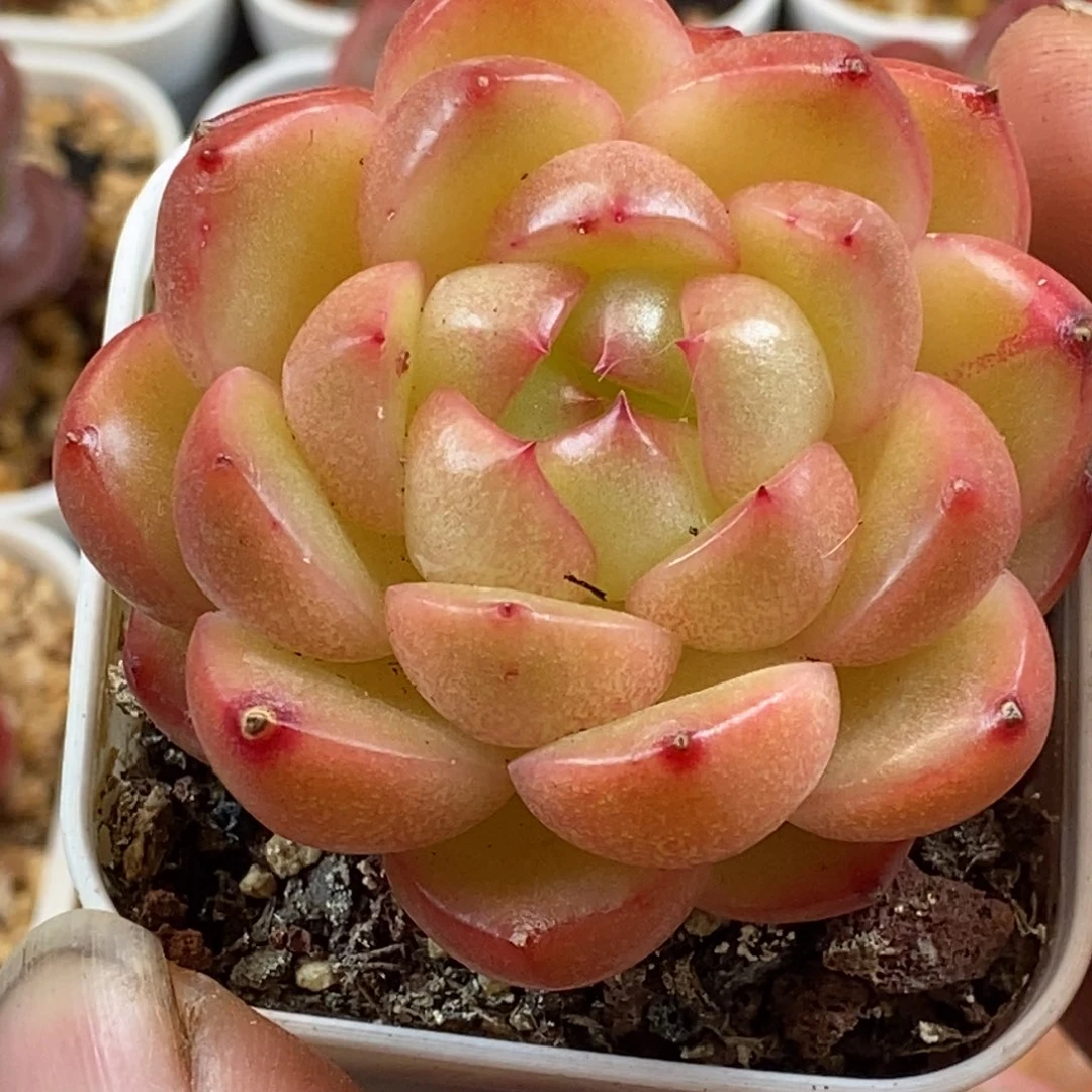 天官赐福百无禁忌