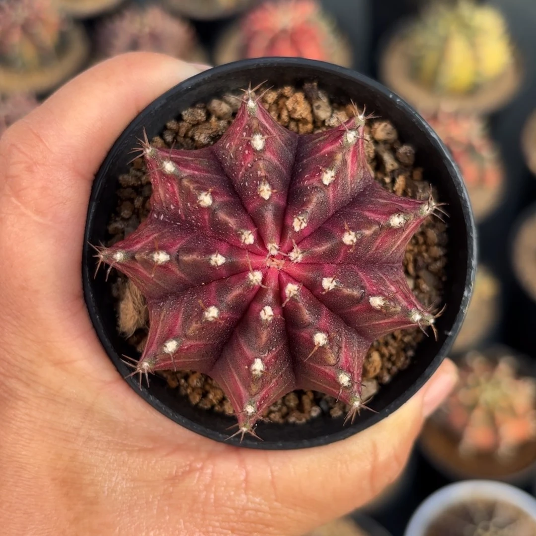 泰系米哈仙人球实生50