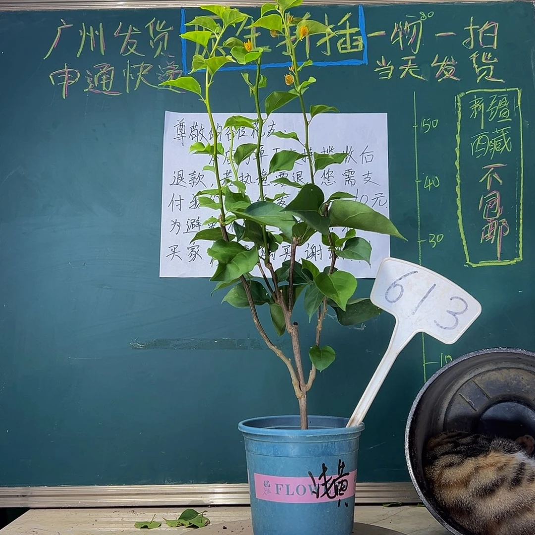 当前无花栽培后可以开花  绿叶浅黄  613