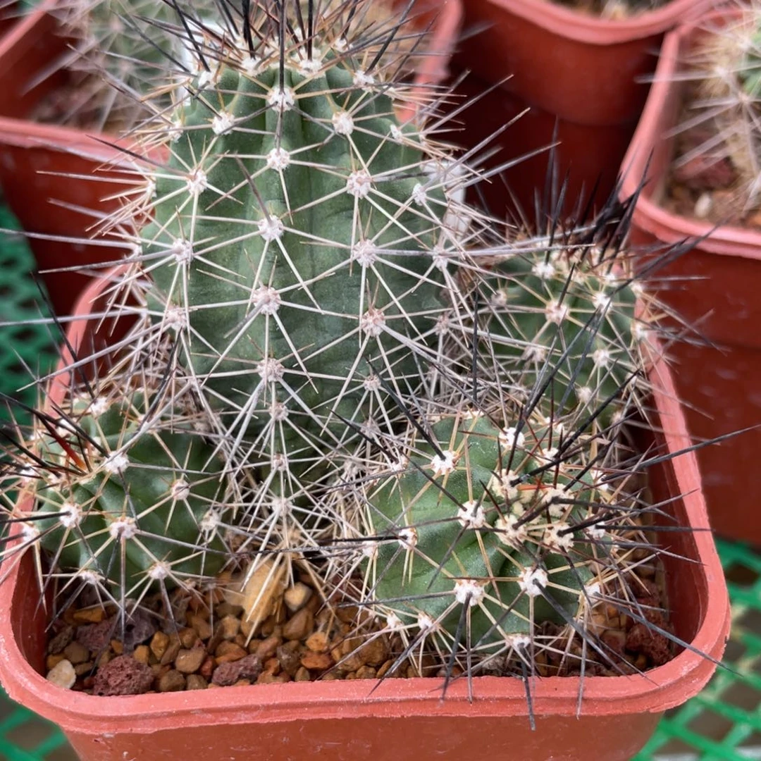 鹿角柱实生仙人球绯虾