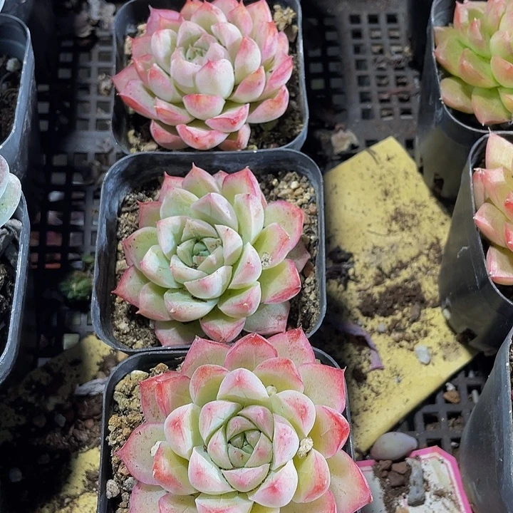 白女王带盆土发货