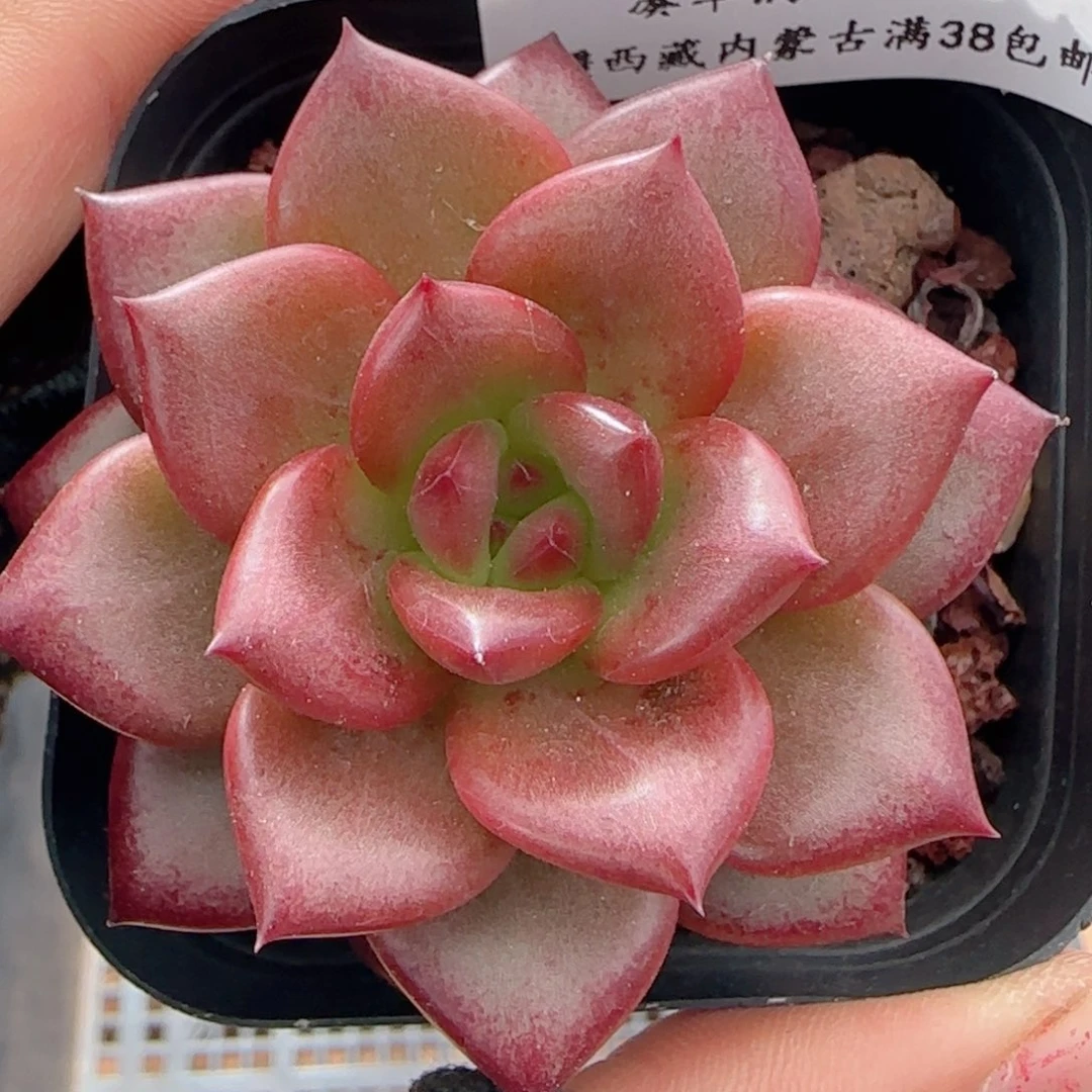 0616-229福利福利