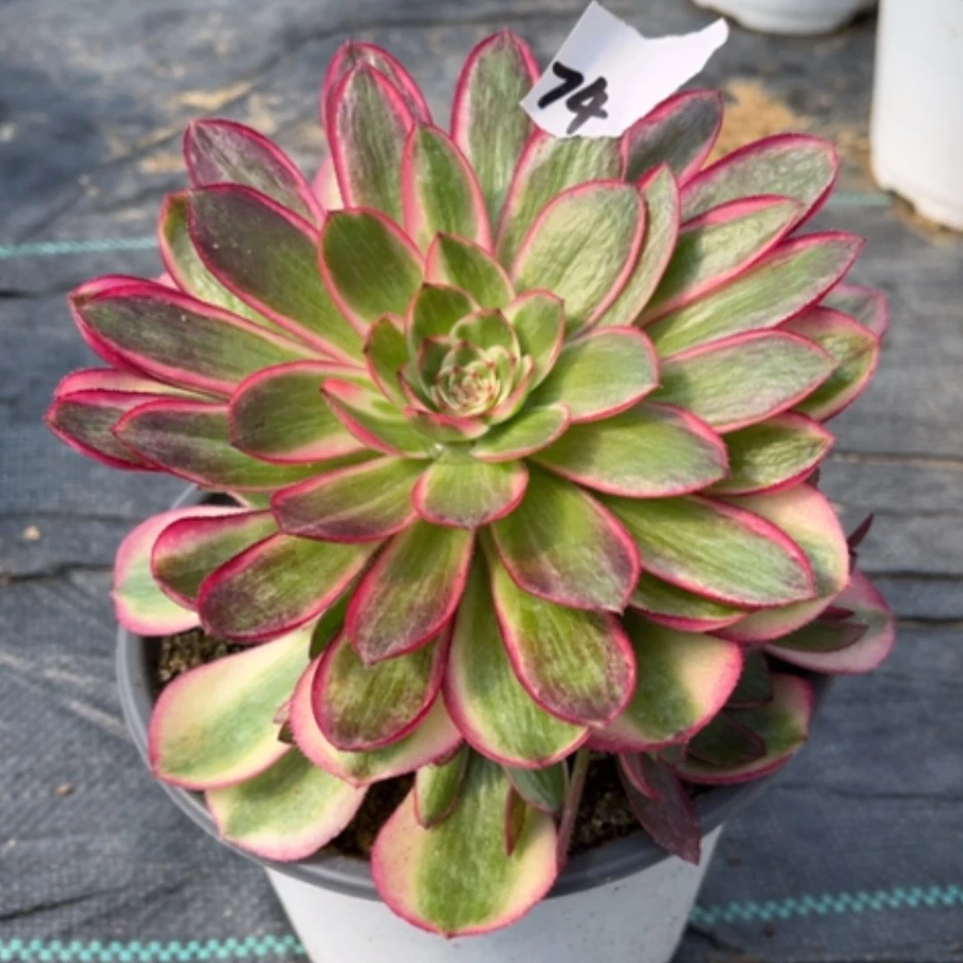 【闪购商品】74荔枝多肉法师