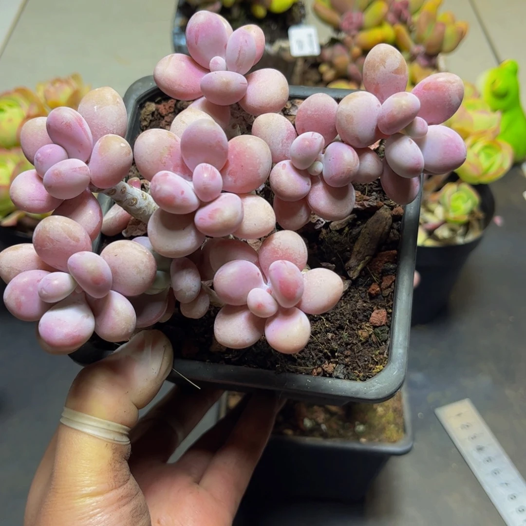 L***y346糖果桃蛋14厘米多肉