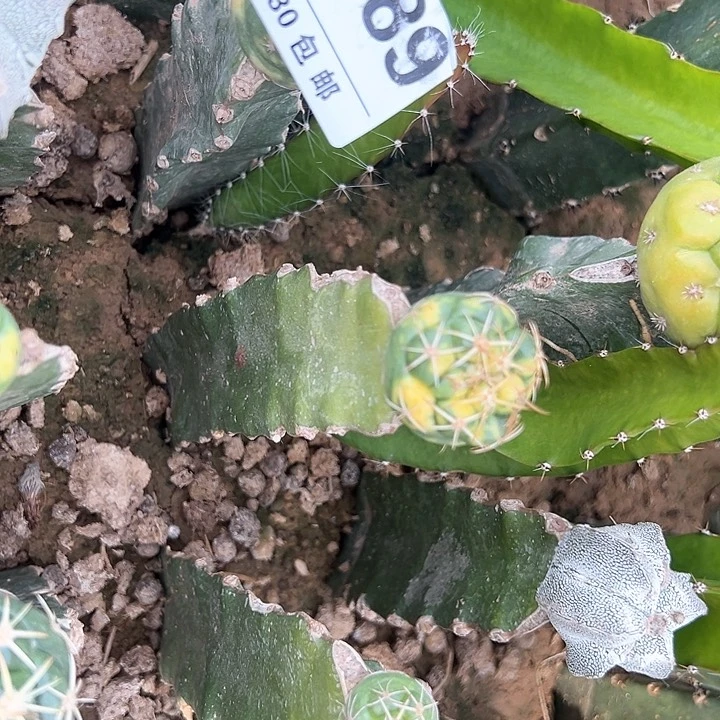 涛889号仙人球的