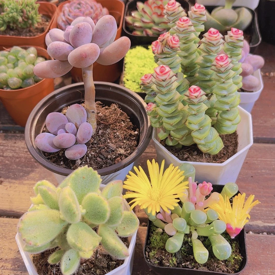 芭比➕五十锦➕钱串锦➕白熊