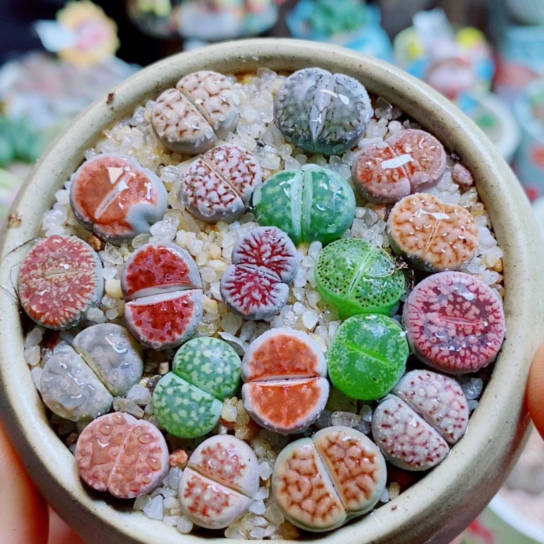 生石花花哈哈哈哈947