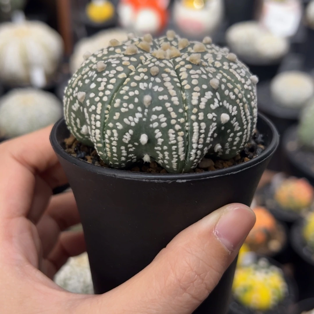 实生 八爪兜 仙人掌科 星球属 一物一拍