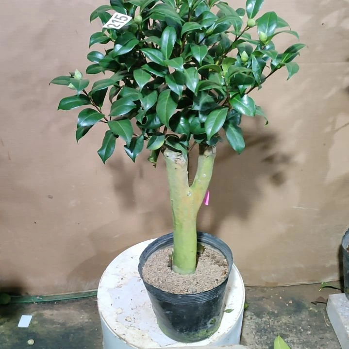 215魔术师，原盆原土发货，不包邮