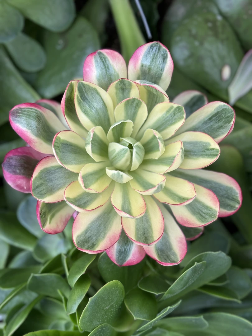 多肉植物 满19包邮 点击对应数字付款