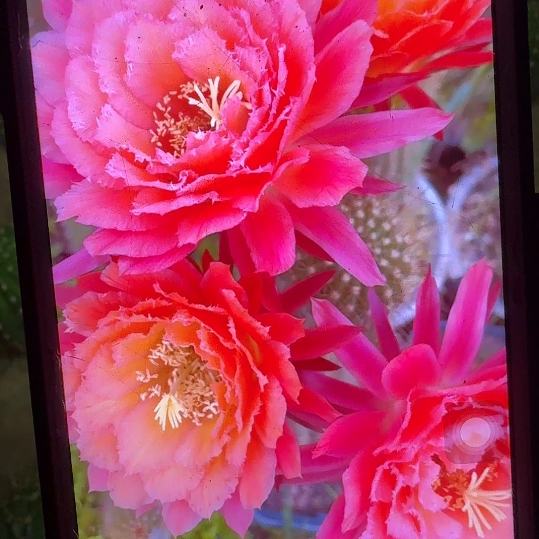 牛牛根冠服7公分毛花柱