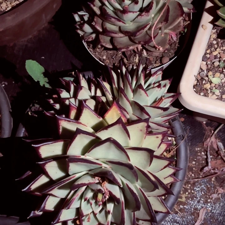 任*生黑檀。     38。