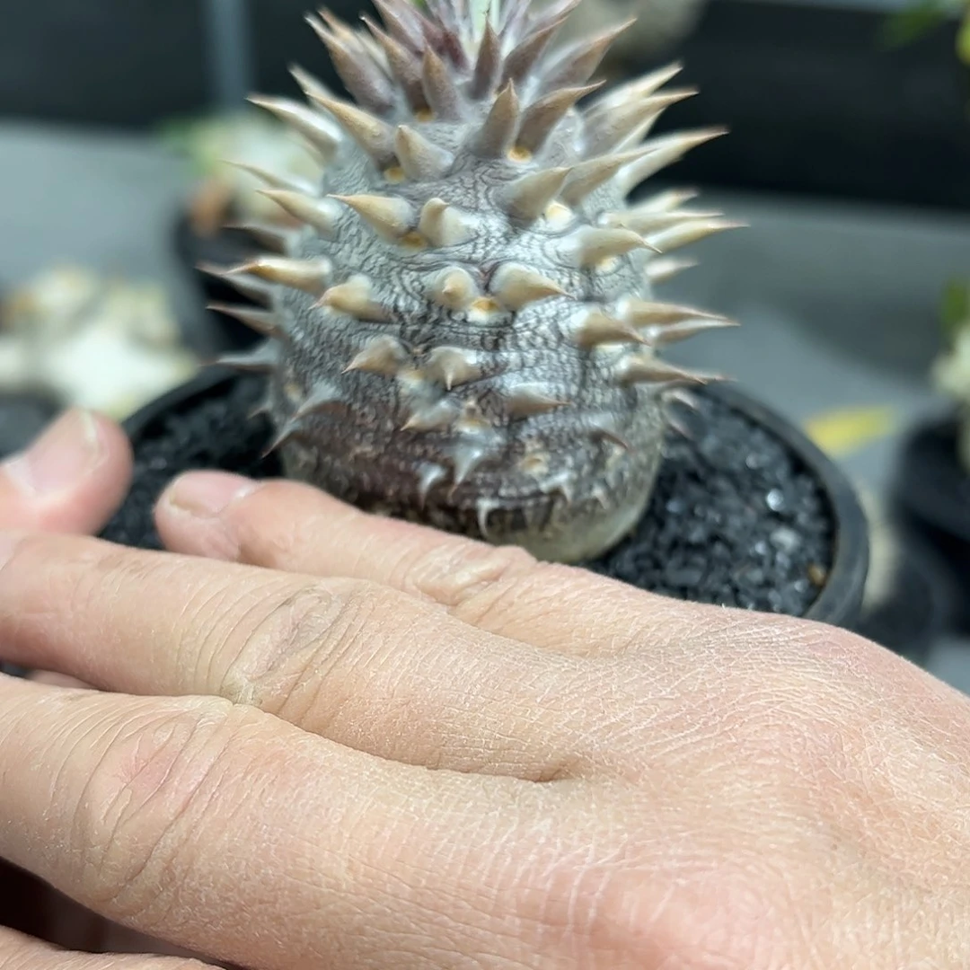 春****机紫皮大黑8888998888