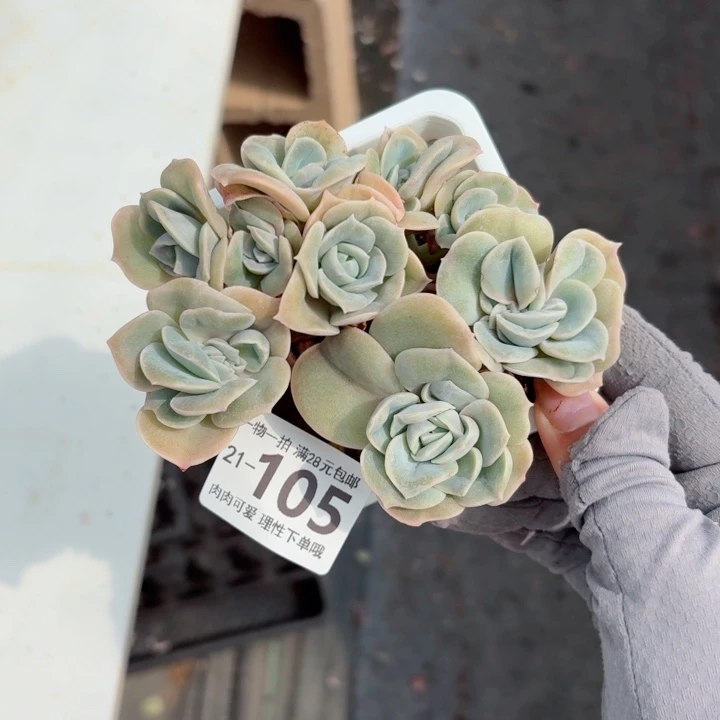 可爱玫瑰缀无盆土发货多肉