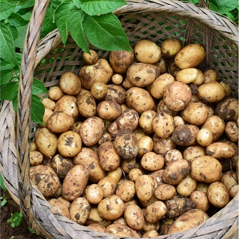 湘西农家种植现挖黄心小土豆健康糯香健康