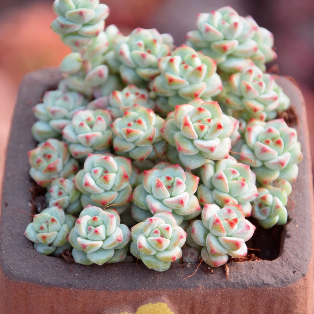 【满9.9包邮】焦糖精灵6.5cm盆带盆土多肉植物以直播间展示为主