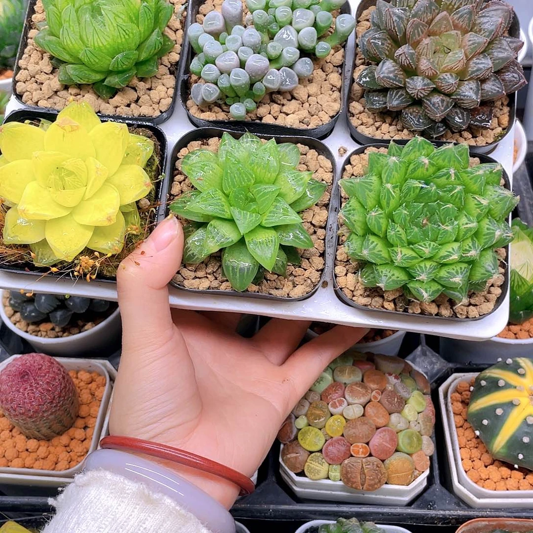 玉露六件套多肉，原盆