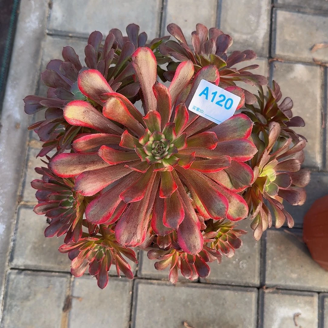 120红金刚44444冠服25.6左右阴阳