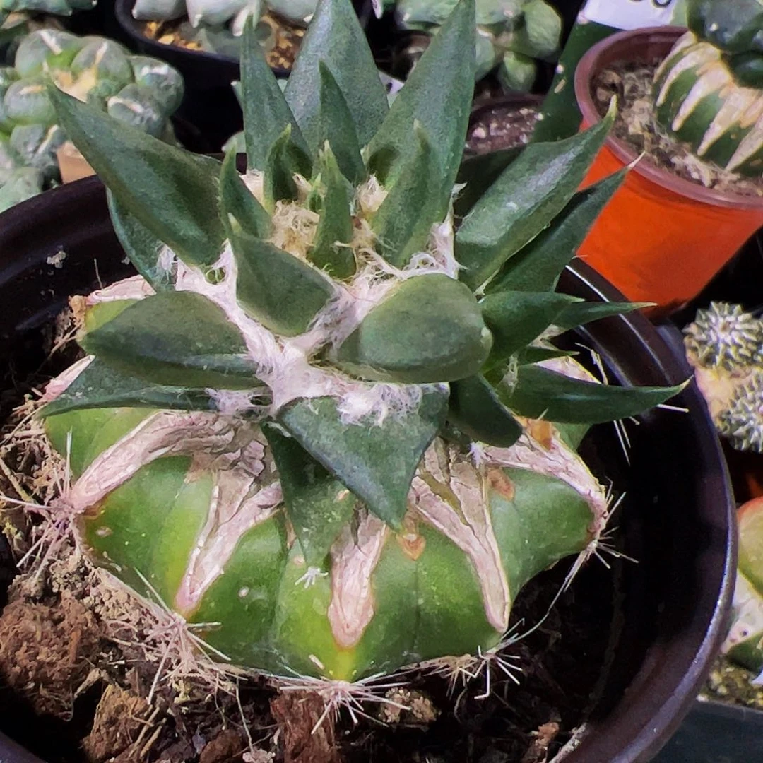 无花朵双头勾尤龙芽牡丹660