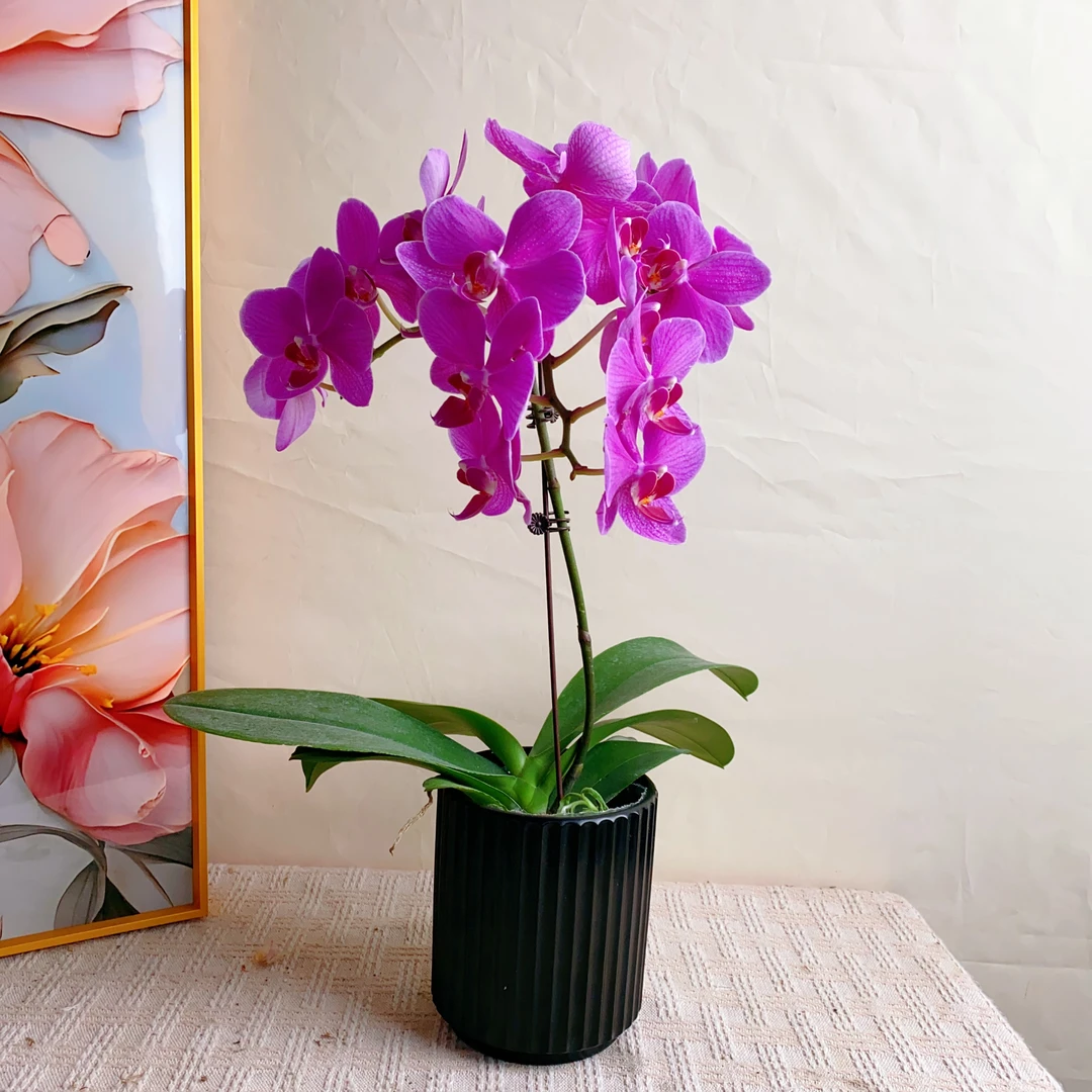 桦艺优选【好运来】蝴蝶兰轻奢室内绿植花卉艺术盆栽基地直发