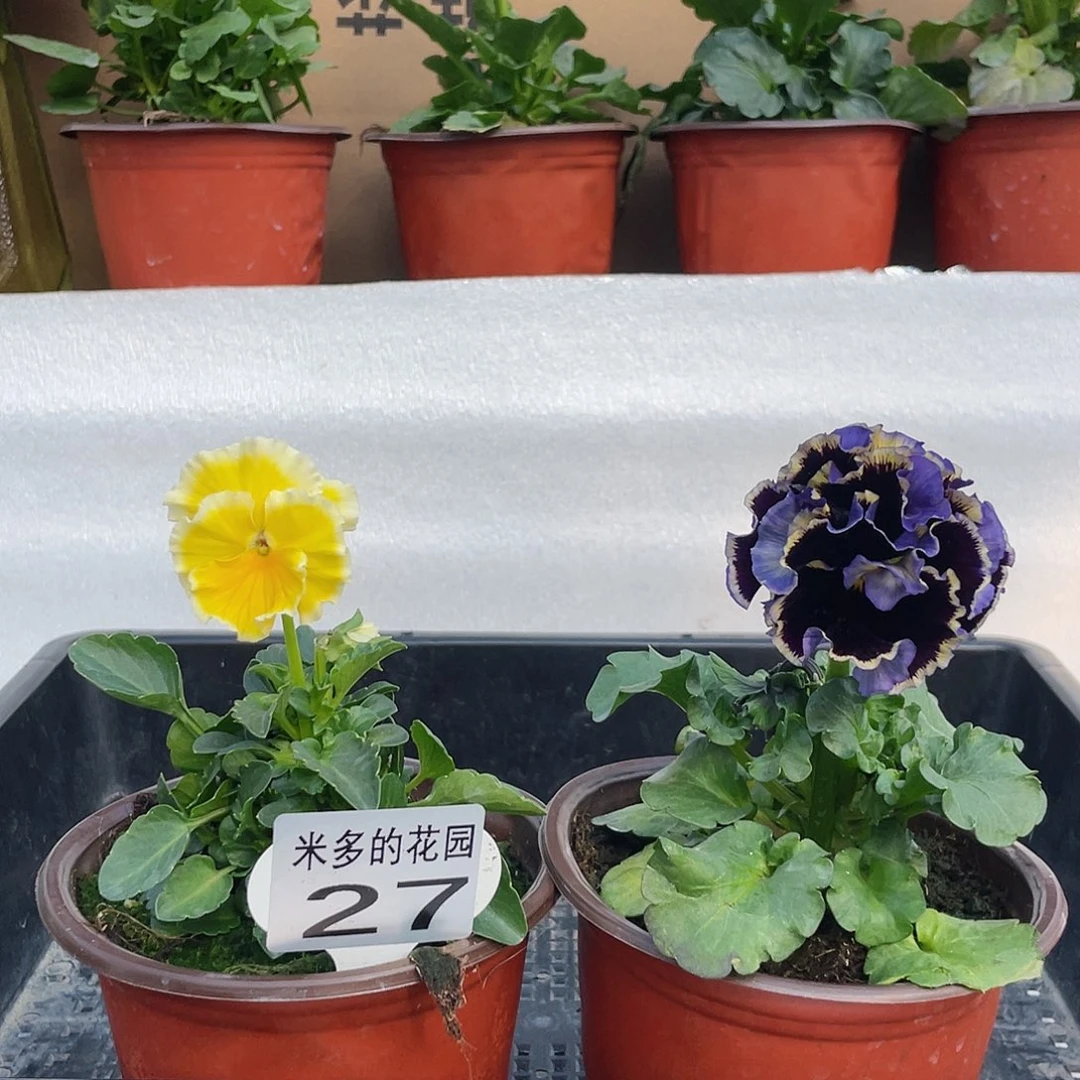 大部分开放少量花苞27