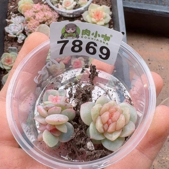 蓝****多肉植物多肉植物