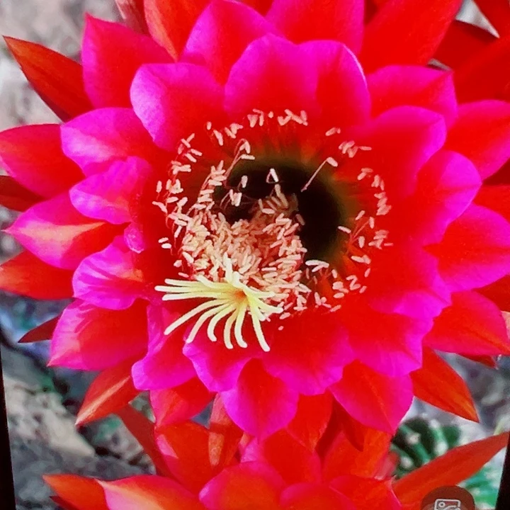 毛花柱 赤莲 侧芽 满20包邮